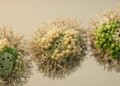 Lichen yeasts show structured host choice, not thallus dependence