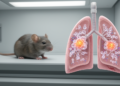 Shengjiang San limits lung injury alongside complement-linked neutrophil responses in mice