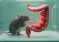 TIMD4-targeted nanoparticles reduce colitis inflammation in mice