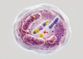 Wolbachia redirects host ATP metabolism to suppress viruses in mosquito cells