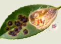 Tea resistance to anthracnose links enzymes, flavonoids and gene regulation