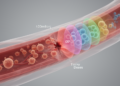 Computer model finds timing and dose govern simulated endothelial repair