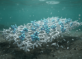 Embedded enzymes accelerate polyester degradation in the deep sea