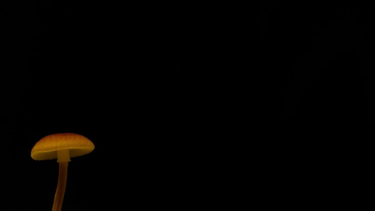 Mindfulness Meets Magic Mushrooms: USC Trials Psilocybin Therapy for Depression