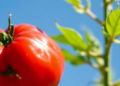 Tomato-Derived Lycopene Emulgel Shows Sunscreen-Level UV Protection in Lab Tests