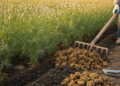 High-dose sheep manure improves black cumin oil composition in field trial