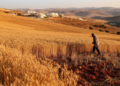 Wheat in Crisis: Variability of Wheat Area in Lebanon 2017–2025