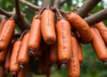 Sausage Tree Seeds Lose Their Power After Just One Year in Storage, Benin Study Finds