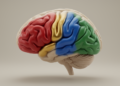 Human insula resolves into four functionally distinct regions