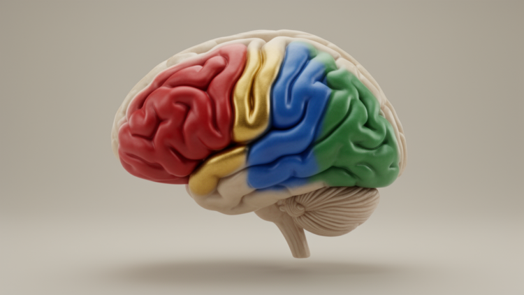 Human insula resolves into four functionally distinct regions