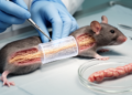 Bioprinted living nerve conduits match autografts in rat study
