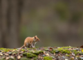 Seed Size and Abundance Decide Which Oaks Win the Rodent Dispersal Game in China's Qinling Mountains