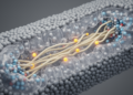 Protonation reshapes MmpL3 to coordinate mycobacterial lipid transport