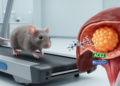 Exercise-linked muscle peptide reduces fatty liver through ACE2 in mice