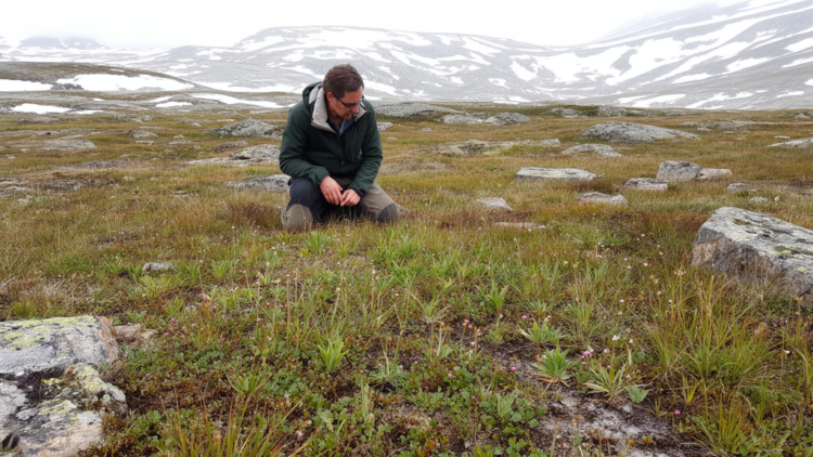 Colder Alpine Grasslands Show Less Integrated Plant Trait Networks