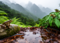 Rainfall, vegetation and latitude correlate with Huangshan amphibian diversity