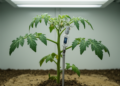 Bioristor tracks tomato responses to drought and combined heat stress