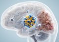 Excess ASNS links neuronal stress to Angelman syndrome features in mice