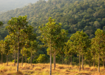 Research report: Postglacial expansion and sieving of adaptive variation contribute to speciation in a subtropical oak complex