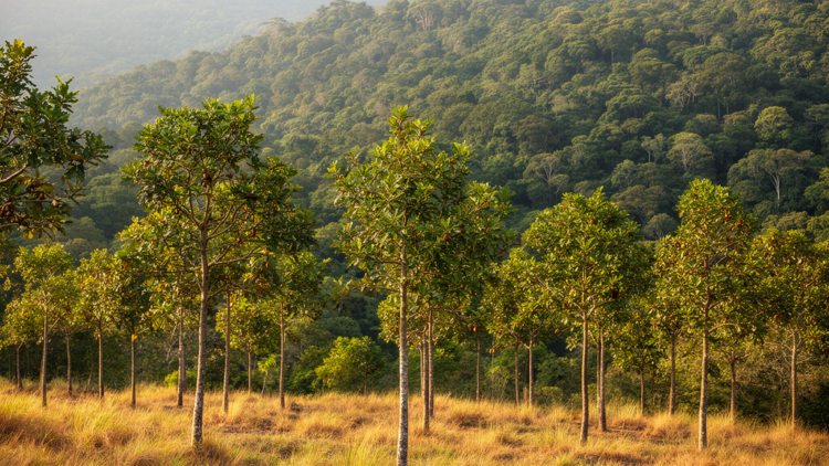 Research report: Postglacial expansion and sieving of adaptive variation contribute to speciation in a subtropical oak complex