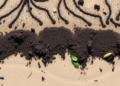 Biochar on Sandy Soils: A 32-Year Map of a Quiet Agricultural Revolution