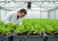 Elapsed irrigation time improves lettuce water-stress classification in controlled reanalysis