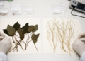 Polish herbarium comparison finds contrasting wetland and dryland isotope shifts