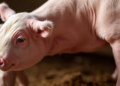Sow's Milk Shields the Newborn Uterus From Chemical Disruption, Gene Study Reveals