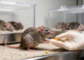 Prolame shows antidepressant-like effects in middle-aged rats regardless of reproduction history