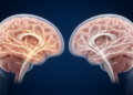 Brain structure tracks learning signals, with some sex-specific links