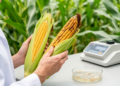 ZmGLN5 validated as candidate gene for maize ear rot resistance