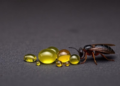Insect Oils Move From Farm Waste to Functional Food Fat