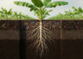 Resistant banana rhizosphere shifts with longer continuous cropping