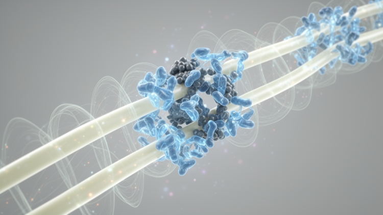 Supercomputer simulations reveal how kinesin steers its steps