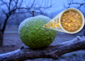 Bael genotype NB 16 shows strong antioxidant response to winter low temperatures