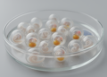 Triploid large yellow croaker embryos show preserved development with localized molecular changes