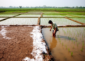 AWD saves water but raises salinity in Bangladesh rice fields