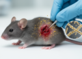Chiral gold nanorods improve infected-wound healing in mice