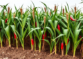 Domestication May Have Blunted Pepper's Intercropping Edge With Maize