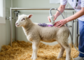 Lavender oil shows selective muscle-fat shifts, no significant growth gain in lambs