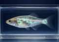 WHOLISTIC captures cellular communication across a living zebrafish