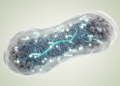 Multiomic map of methylation in Mycoplasma hyorhinis