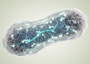 Multiomic map of methylation in Mycoplasma hyorhinis