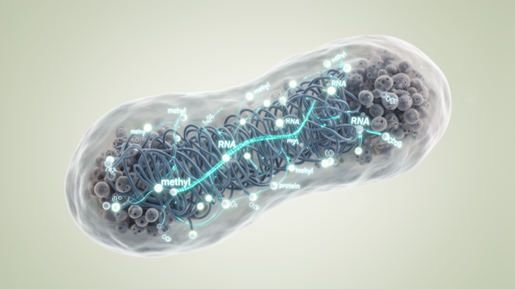 Multiomic map of methylation in Mycoplasma hyorhinis