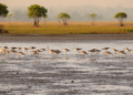 Field study reveals plant-eating godwits at Bangladesh non-breeding site