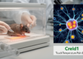 Mouse study links Creld1 to touch, temperature, pain and itch