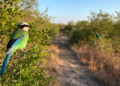 Research report: Corn or Climate? Climate Change Facilitated, but Did Not Initiate, the Northward Range Expansion of the Green Jay in Texas