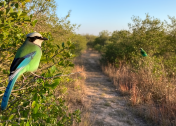 Research report: Corn or Climate? Climate Change Facilitated, but Did Not Initiate, the Northward Range Expansion of the Green Jay in Texas