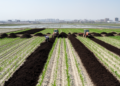 Long-term manure shifted Beijing maize plots toward negative warming potential