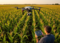 Attention-guided UAV model trims maize maturity inputs and improves prediction